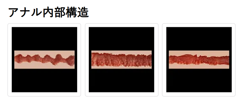 アナルの内部構造